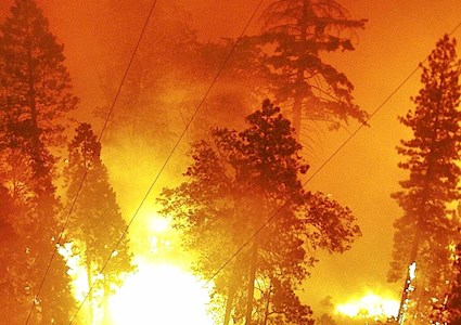 fire engulfs an area heavy in trees
